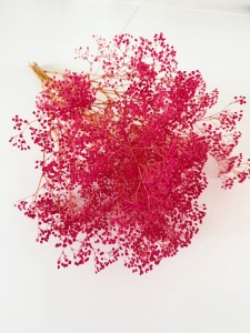 Preserved dark pink Gypsophila - bunch - dried flowers