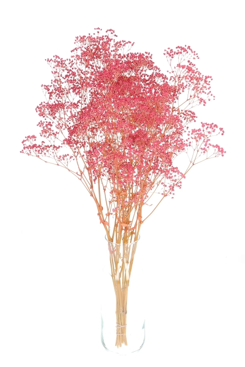 Preserved dark pink Gypsophila - bunch - dried flowers