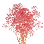 Preserved dark pink Gypsophila - bunch - dried flowers 