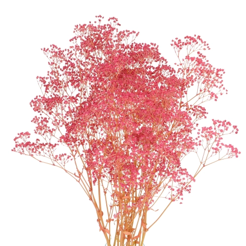 Preserved dark pink Gypsophila - bunch - dried flowers