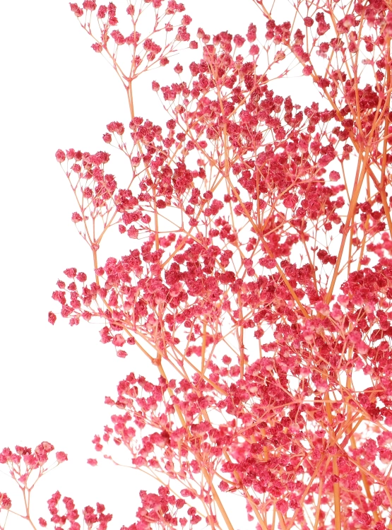 Preserved dark pink Gypsophila - bunch - dried flowers