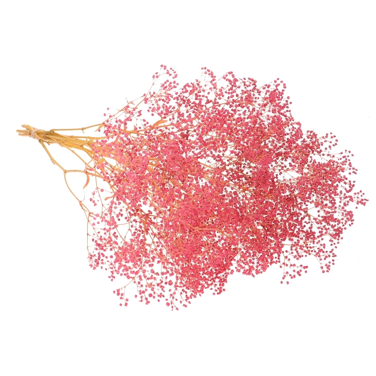 Preserved dark pink Gypsophila - bunch - dried flowers