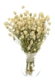 Suszona gomfrena kulista biała - bukiet - suszone kwiaty