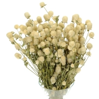 Dried white globe amaranth, Gomphrena - bunch 