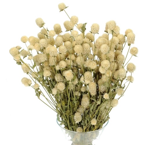 Dried white globe amaranth, Gomphrena - bunch
