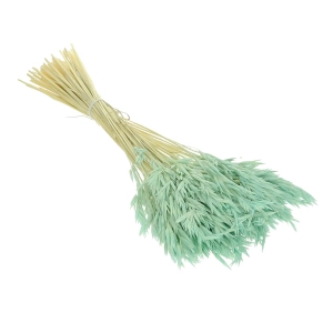 Dried mint green Avena - bunch ~50 stems