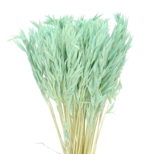 Dried mint green Avena - bunch ~50 stems