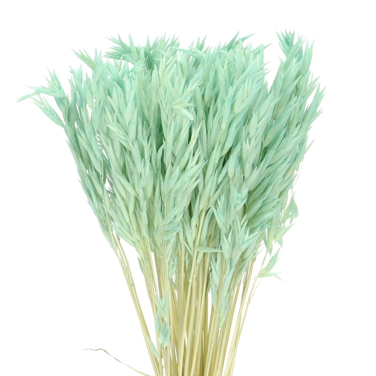 Dried mint green Avena - bunch ~50 stems