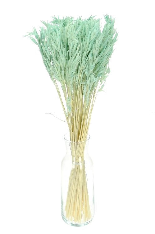 Dried mint green Avena - bunch ~50 stems