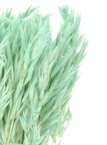 Dried mint green Avena - bunch ~50 stems