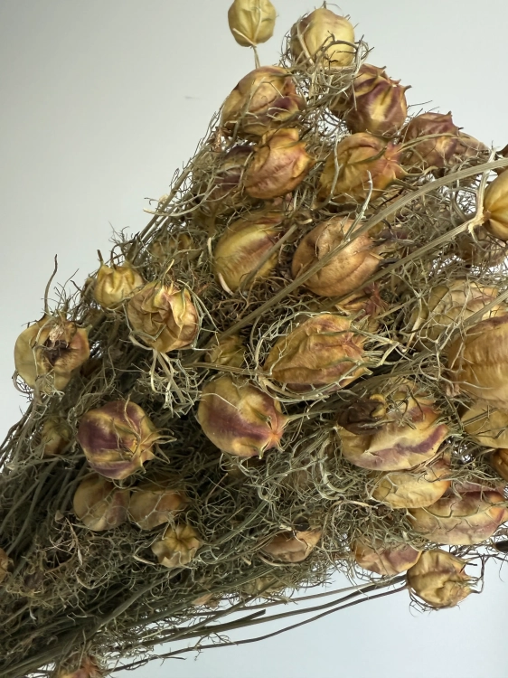 Suszona czarnuszka damasceńska (Nigella) OUTLET