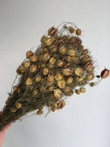 Suszona czarnuszka damasceńska (Nigella) OUTLET