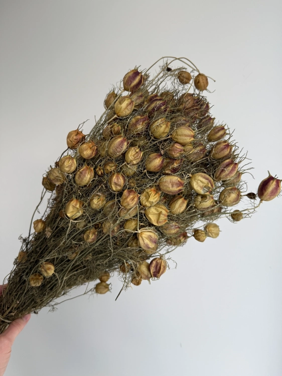 Suszona czarnuszka damasceńska (Nigella) OUTLET