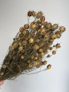 Suszona czarnuszka damasceńska (Nigella) OUTLET