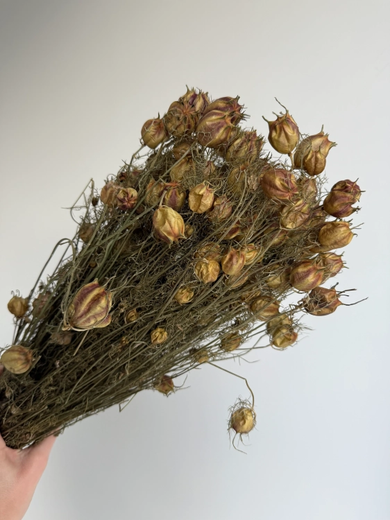 Suszona czarnuszka damasceńska (Nigella) OUTLET
