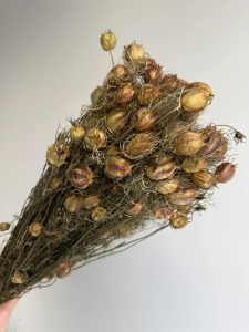 Suszona czarnuszka damasceńska (Nigella) OUTLET