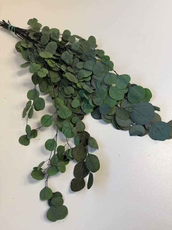 Stabilizowany eukaliptus populus zielony OUTLET