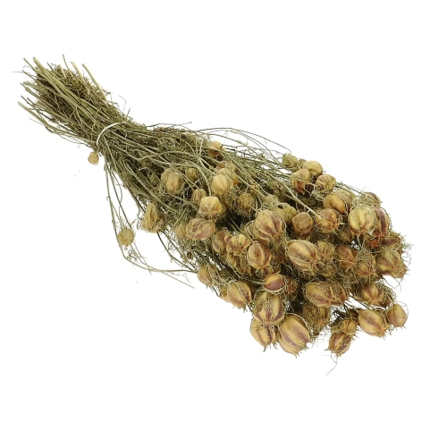 Suszona czarnuszka damasceńska (Nigella) OUTLET