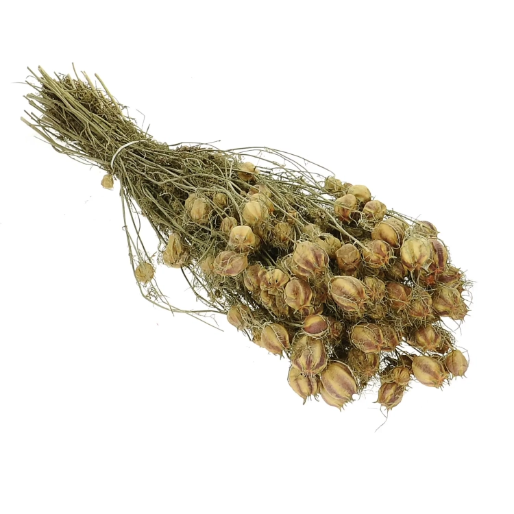 Suszona czarnuszka damasceńska (Nigella) OUTLET