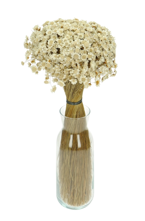 Dried natural Glixia - large bunch 200 g - dried flowers