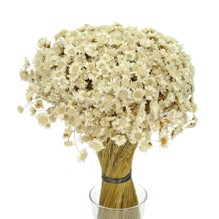 Dried natural Glixia - large bunch 200 g - dried flowers