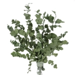 Preserved green Eucalyptus Stuartiana - bunch 