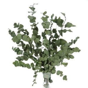 Preserved green Eucalyptus Stuartiana - bunch