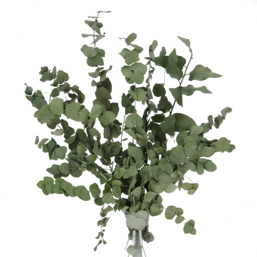 Preserved green Eucalyptus Stuartiana - bunch