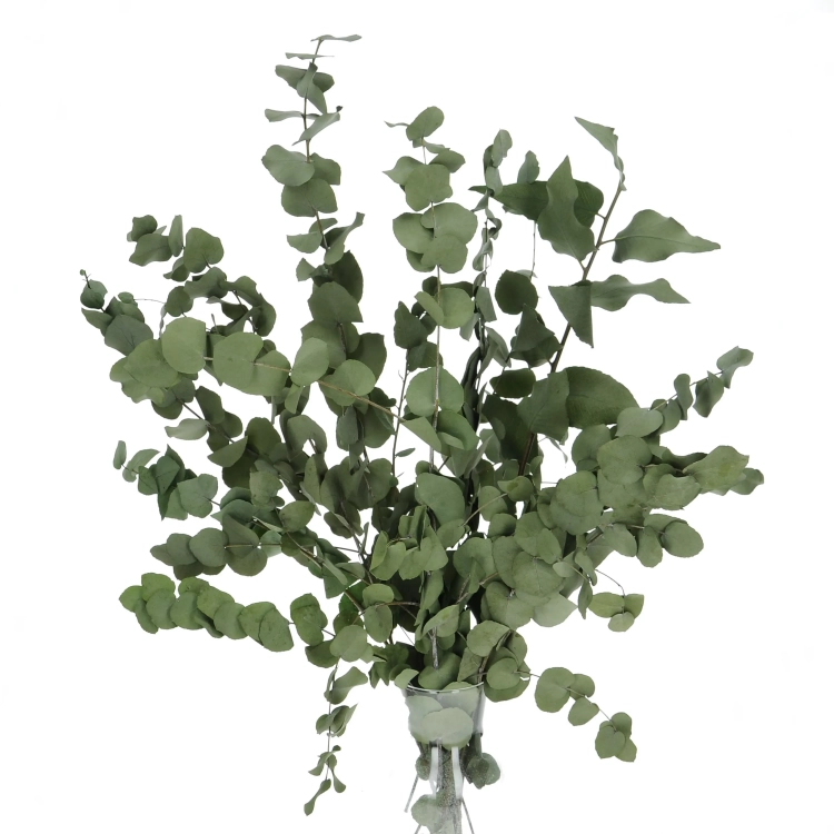 Preserved green Eucalyptus Stuartiana - bunch