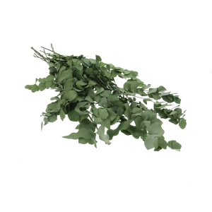 Preserved green Eucalyptus Stuartiana - bunch