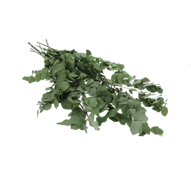 Stabilizowany eukaliptus stuartiana zielony - bukiet