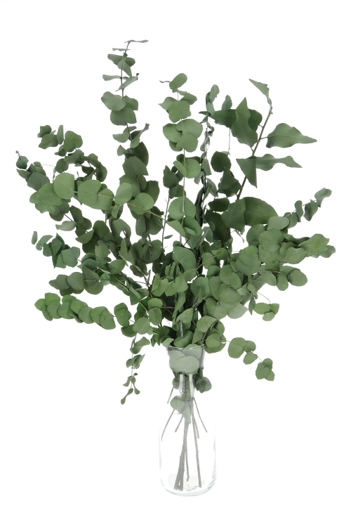 Preserved green Eucalyptus Stuartiana - bunch