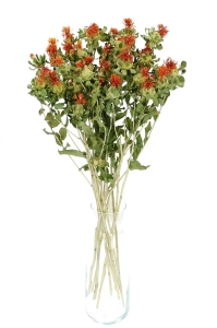 Suszony krokosz barwierski (Carthamus) - bukiet - suszone kwiaty