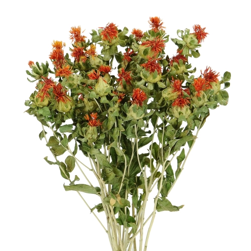 Suszony krokosz barwierski (Carthamus) - bukiet - suszone kwiaty