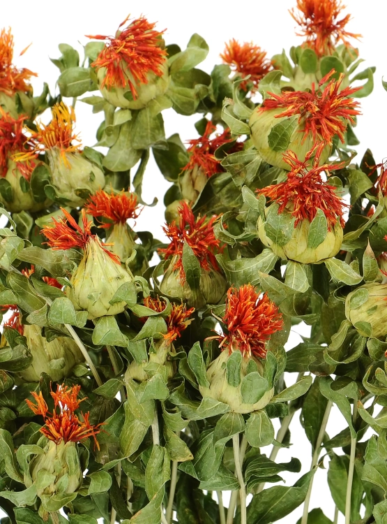 Suszony krokosz barwierski (Carthamus) - bukiet - suszone kwiaty