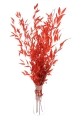 Stabilizowany ruskus czerwony - bukiet