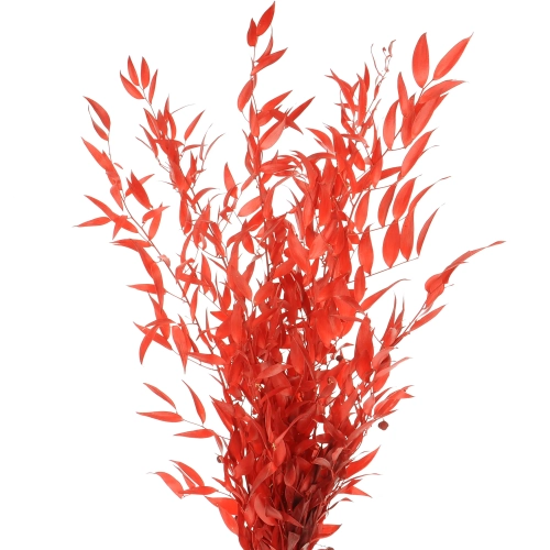 Dried red Ruscus - bunch 5 stems