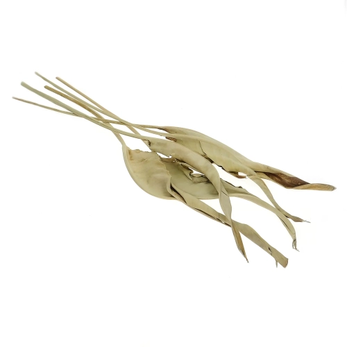 Dried natural strelitzia - 5 pcs