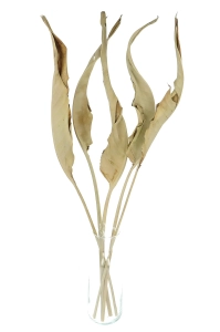 Dried natural strelitzia - 5 pcs