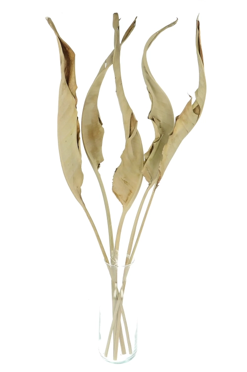 Dried natural strelitzia - 5 pcs