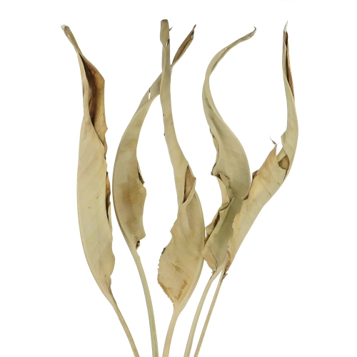 Dried natural strelitzia - 5 pcs