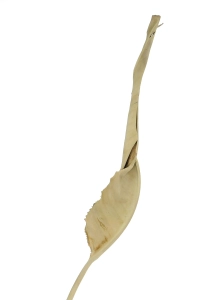 Dried natural strelitzia - 5 pcs