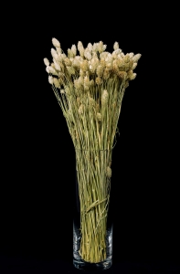 Dried natural Phalaris - canary grass ~80 stems