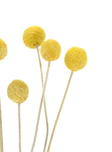 Dried Craspedia 10 pcs. - medium variety - dried flowers
