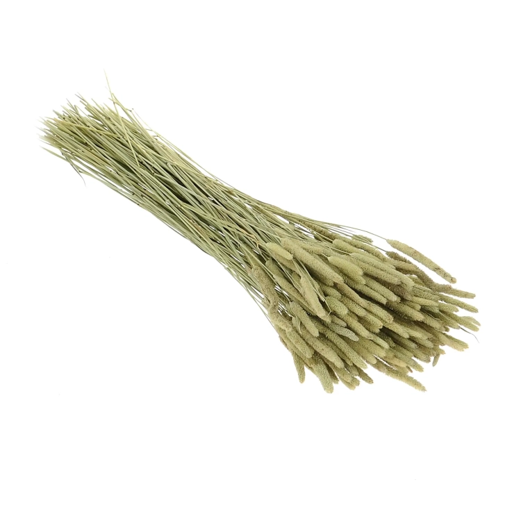 Dried natural Timothy (Phleum) - bunch