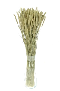 Dried natural Timothy (Phleum) - bunch