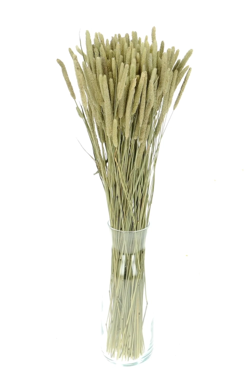 Dried natural Timothy (Phleum) - bunch
