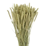 Lieschgras (Phleum), rosa - Strauß - Trockengräser (1)