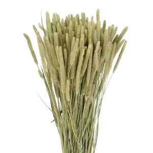 Lieschgras (Phleum), rosa - Strauß - Trockengräser (1)