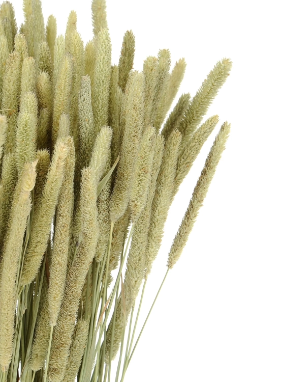 Dried natural Timothy (Phleum) - bunch